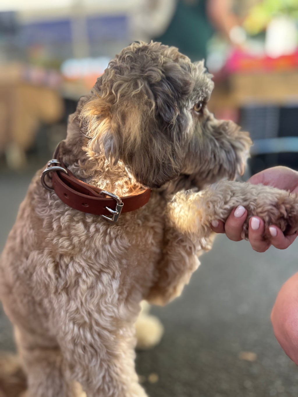 Tan Dog Collar